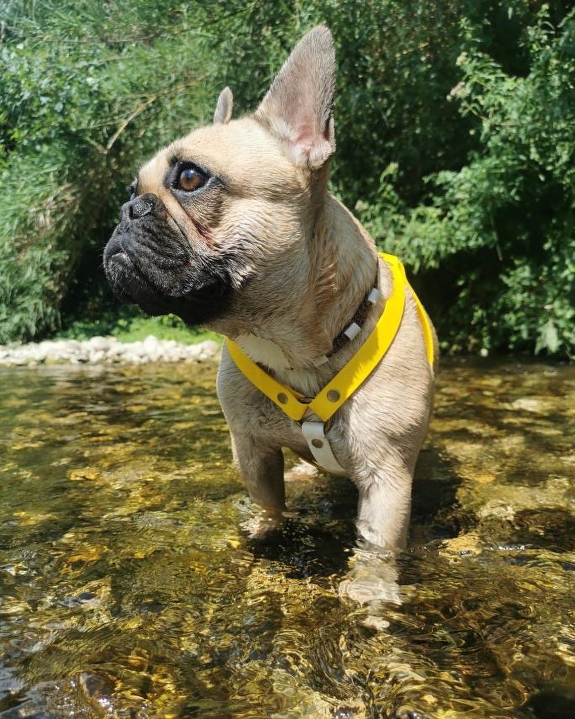 Boubou avec harnais Y en cuir jaune et collier anti-tique