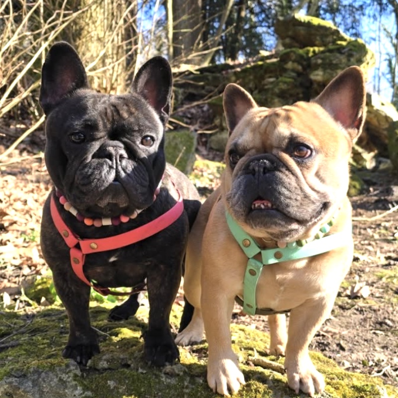 Roméo et Sheyenne, deux bouledogues français, avec leur coupleur et leur laisse 3 positions