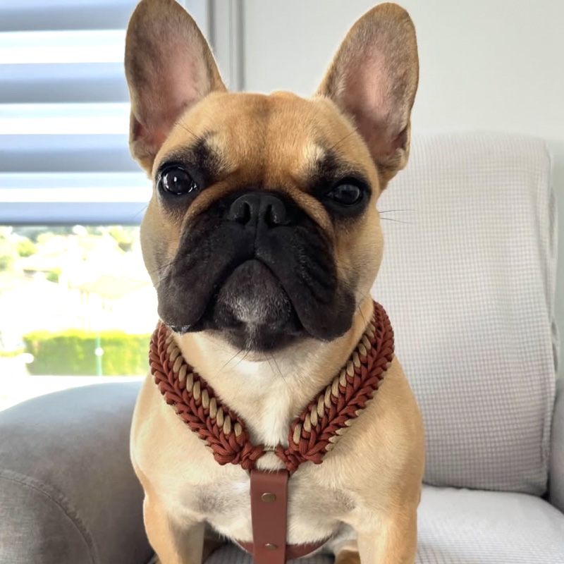 Voltaire, bouledogue français, dans son harnais Roxika