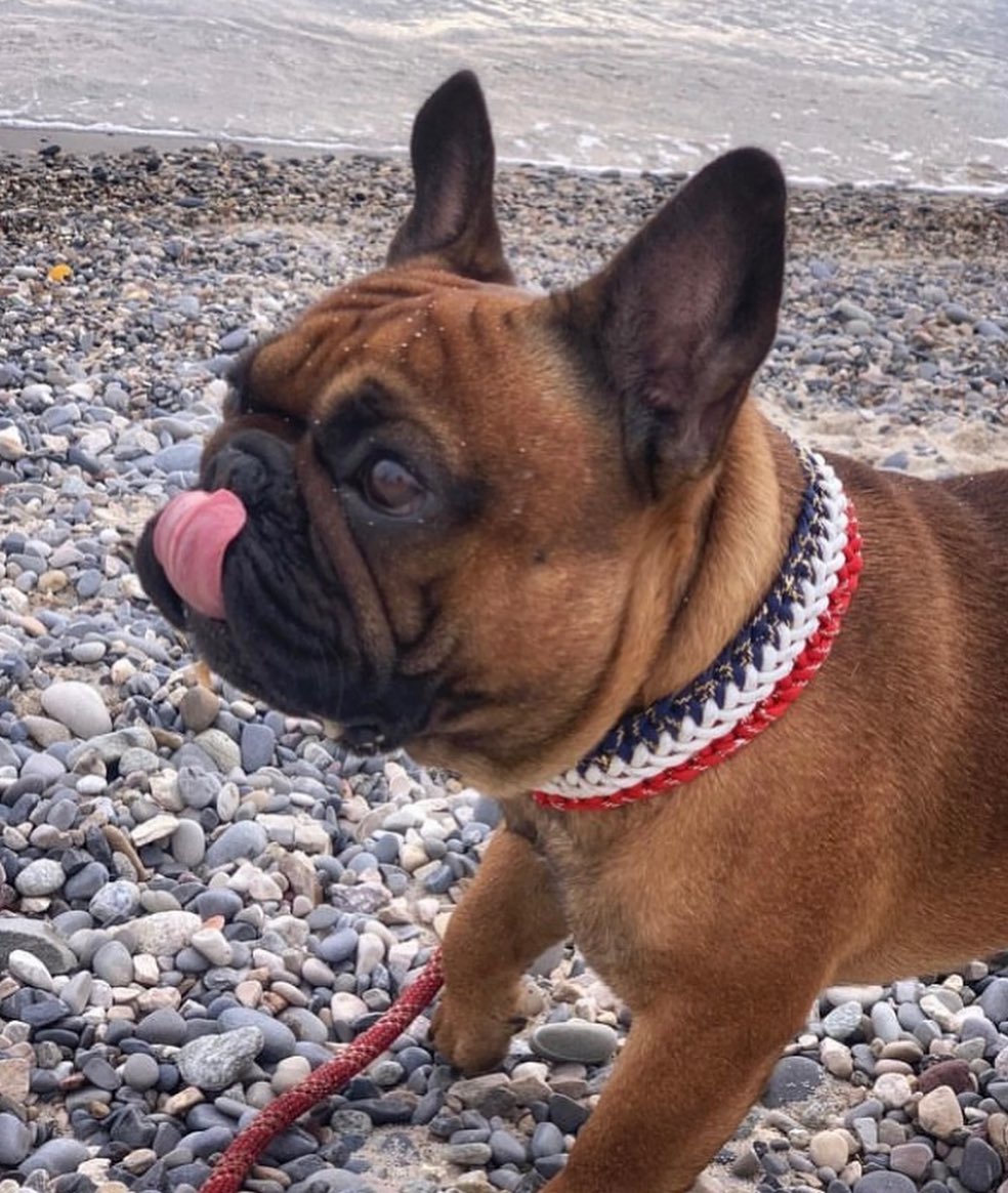 Paprika portant son collier tressé Frenchie en fil pailleté, l'édition de Noël