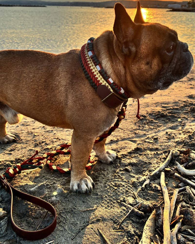 Paprika de profil sur le sable, le soleil couchant sur la mer, avec son collier tressé Tricolore, le collier anti-tiques coulissant et sa laisse assortie