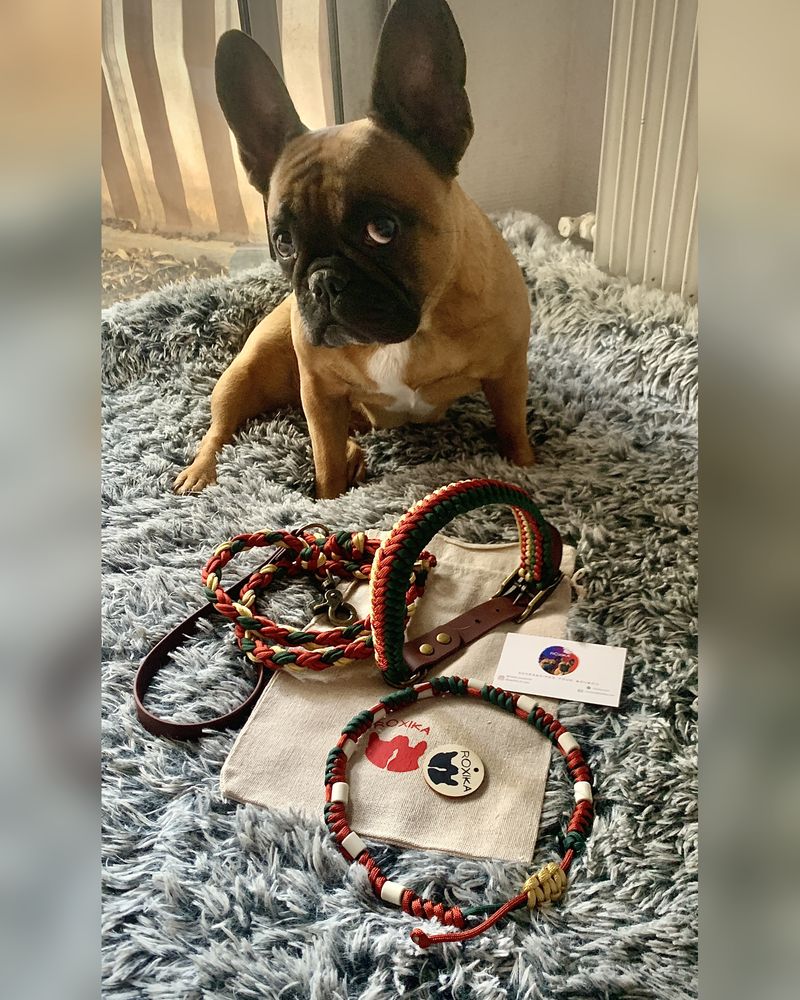 Roxa assise sur un plaid, devant l'Ensemble Automne Chic posé sur son pochon en coton : le collier tressé Tricolore, sa laisse assortie, le collier anti-tiques coulissant et la médaille en bois