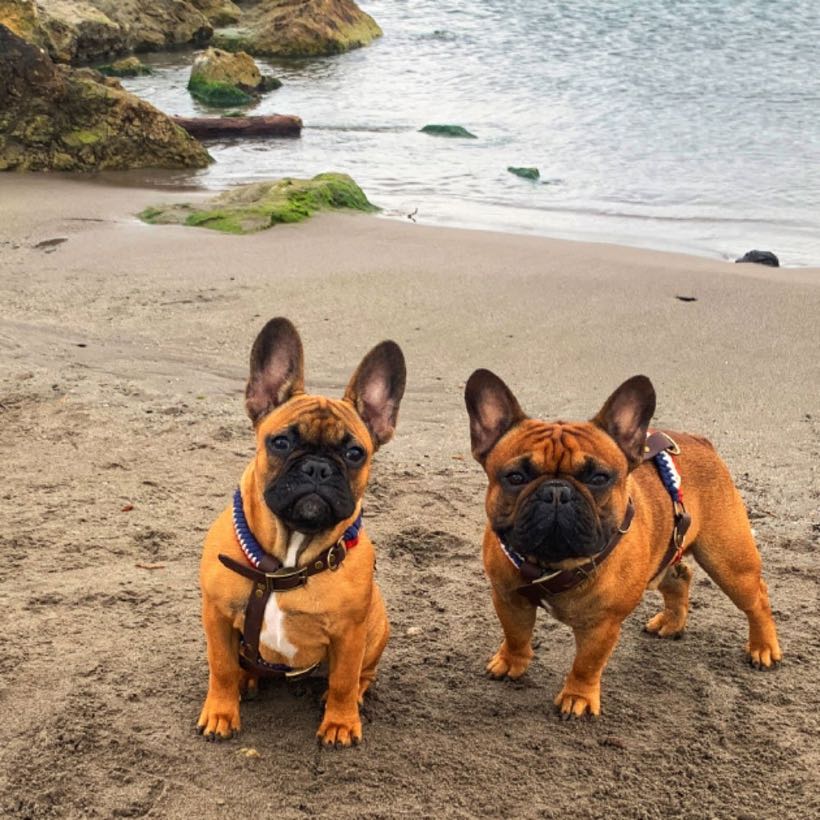 Rencontre avec Paprika et Roxa&nbsp;: bouledogue français