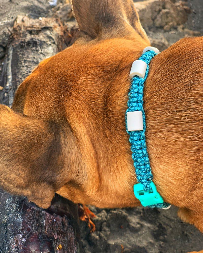 collier anti tique bleu