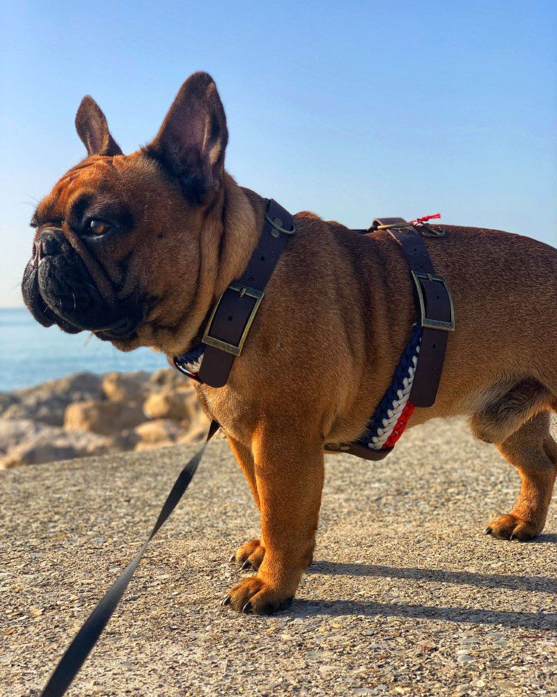 Comment bien choisir son harnais pour un bouledogue français ?