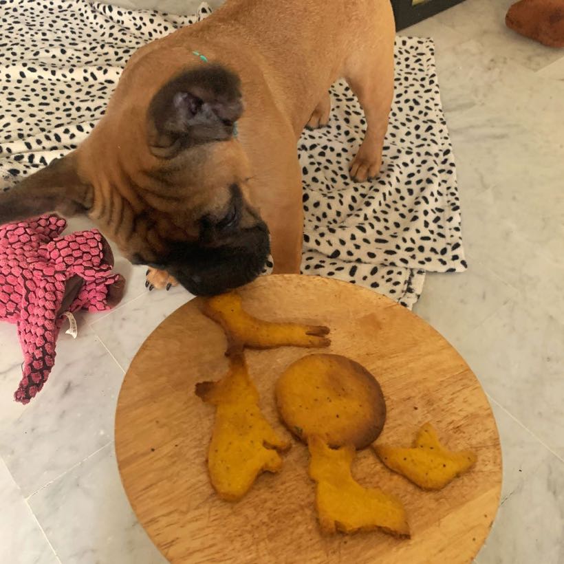 biscuits pour chien