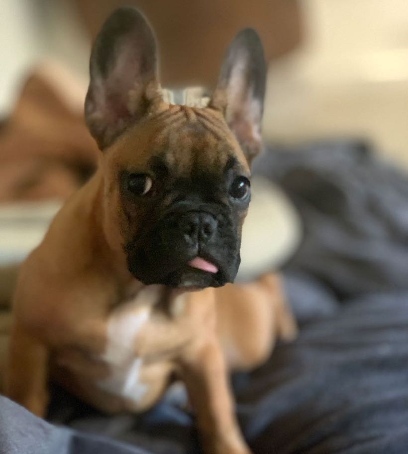 routine soin bouledogue