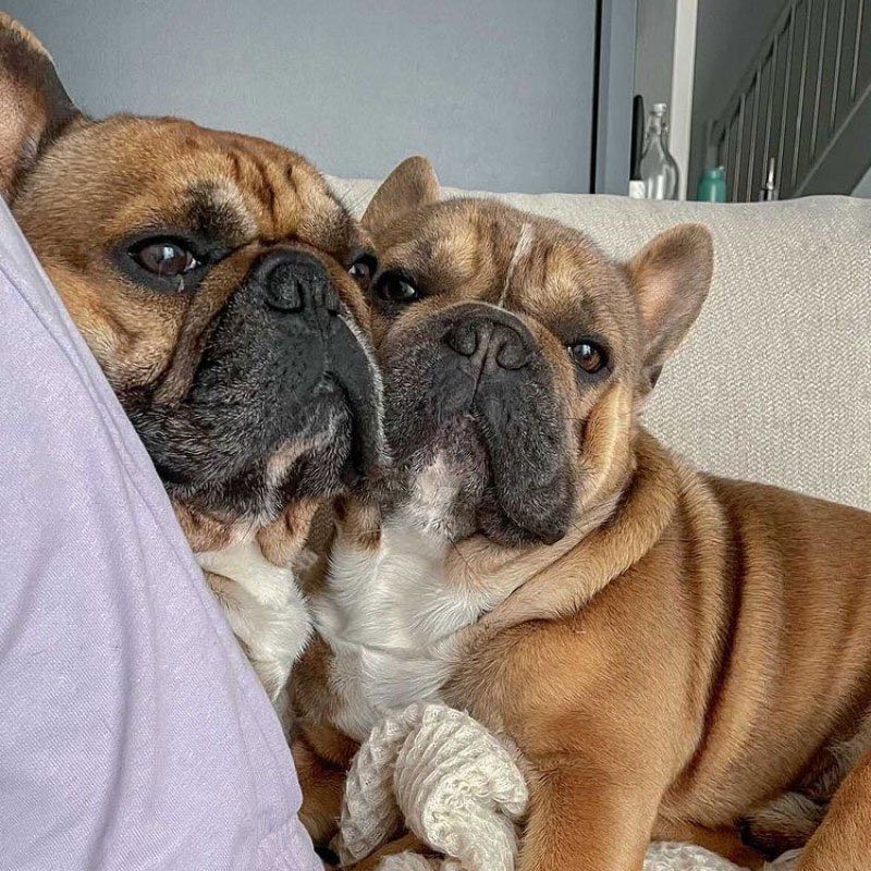 bouledogue