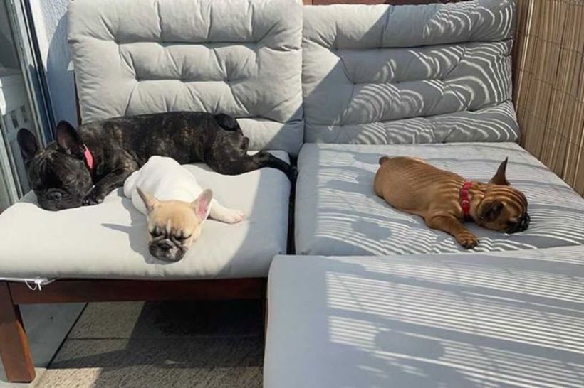 bouledogue français
