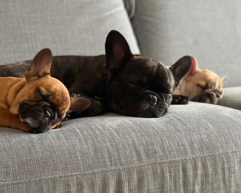 trois bouledogues