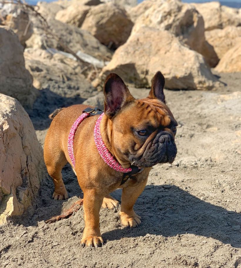 Quelle couleur de harnais choisir selon la robe de son bouledogue français ?