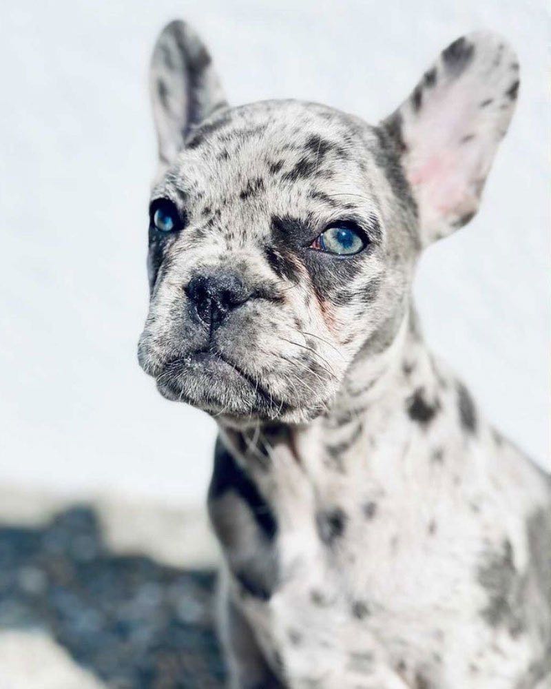bouledogue merle