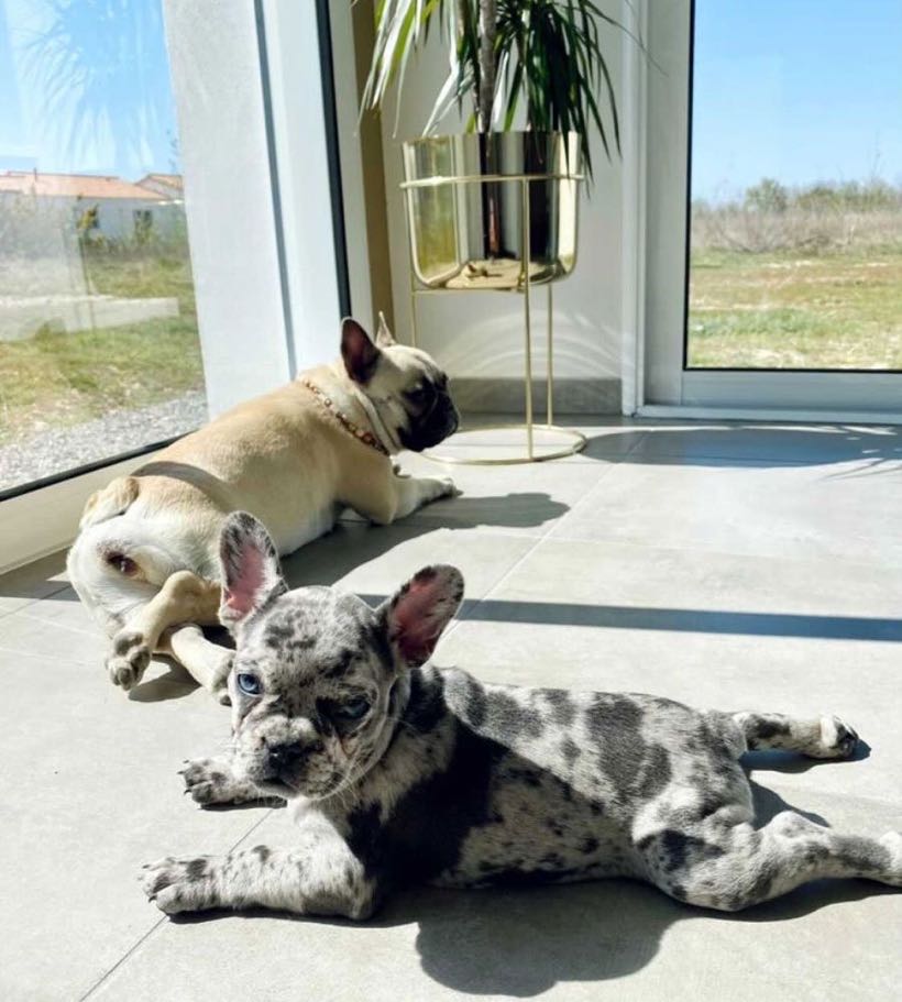 dakota bouledogue