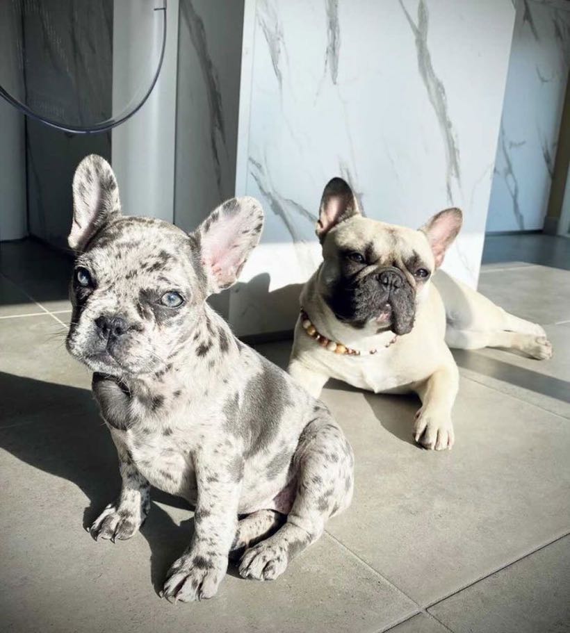 bouledogue exotique