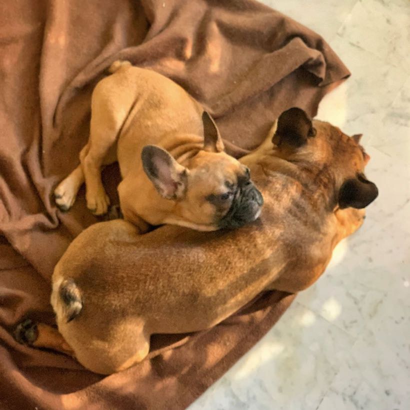 7 choses à savoir si on veut accueillir un deuxième bouledogue français