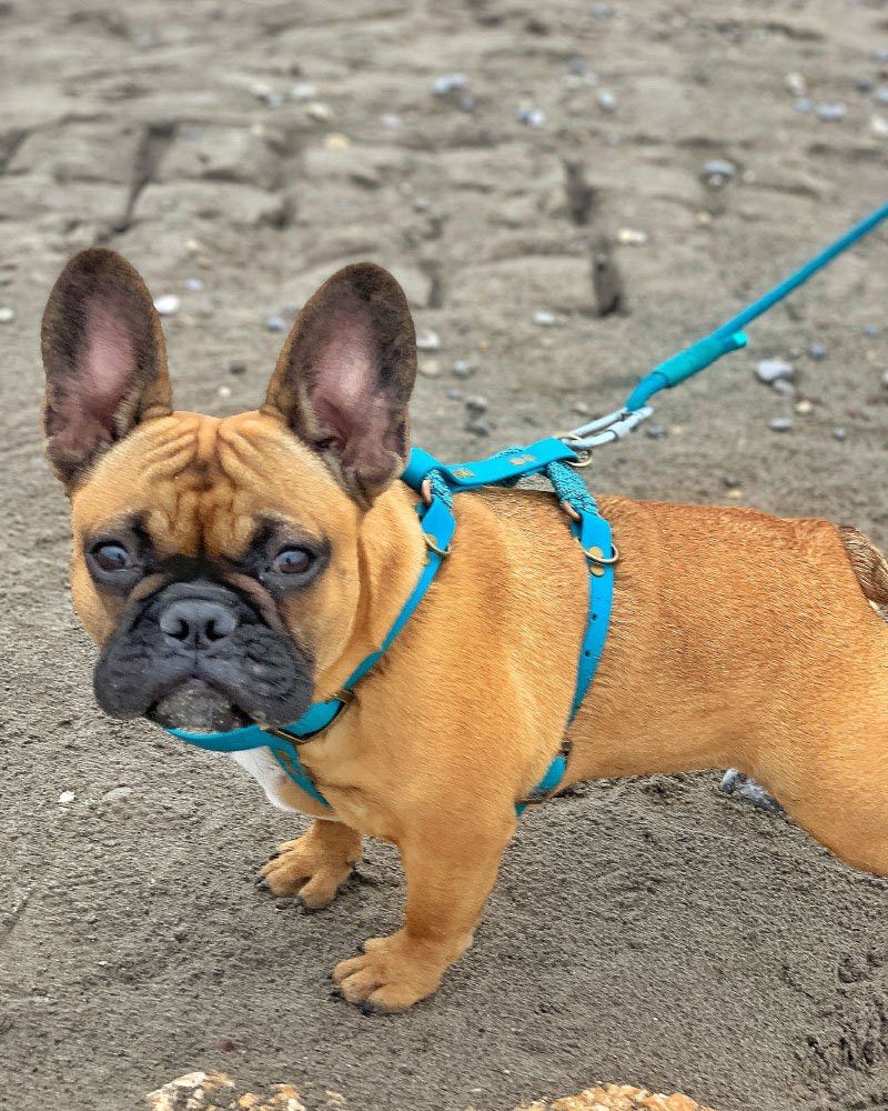 Quelle laisse choisir pour son bouledogue français ?