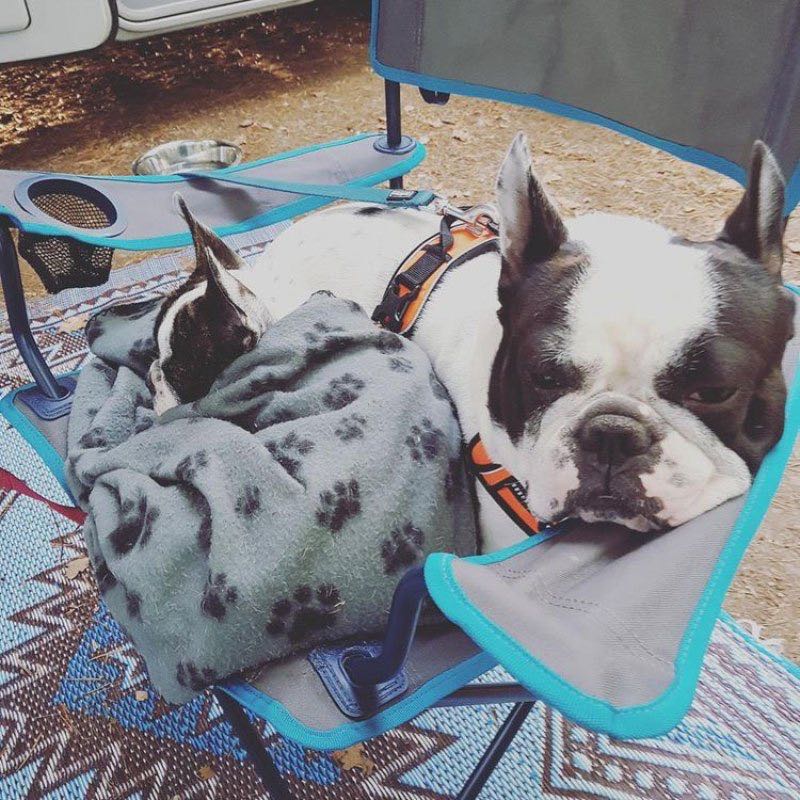deuxième bouledogue français
