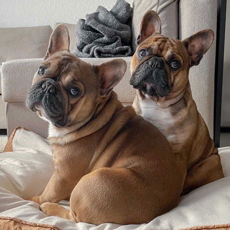 deuxième bouledogue français