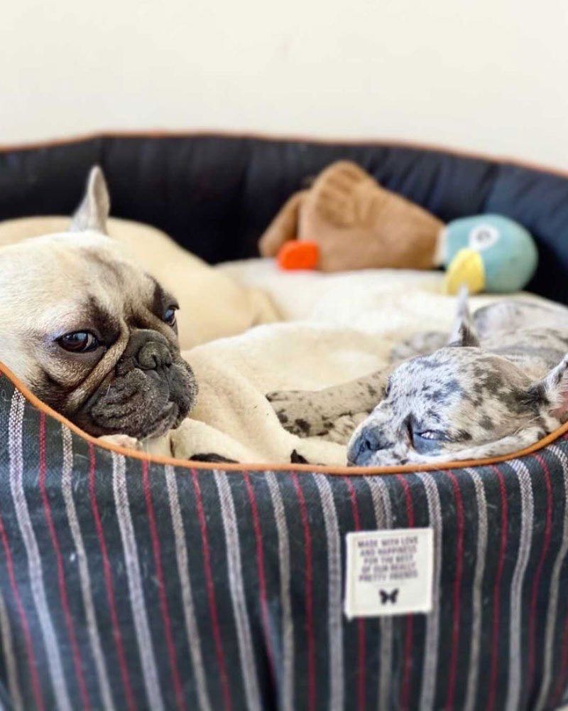 deuxième bouledogue français