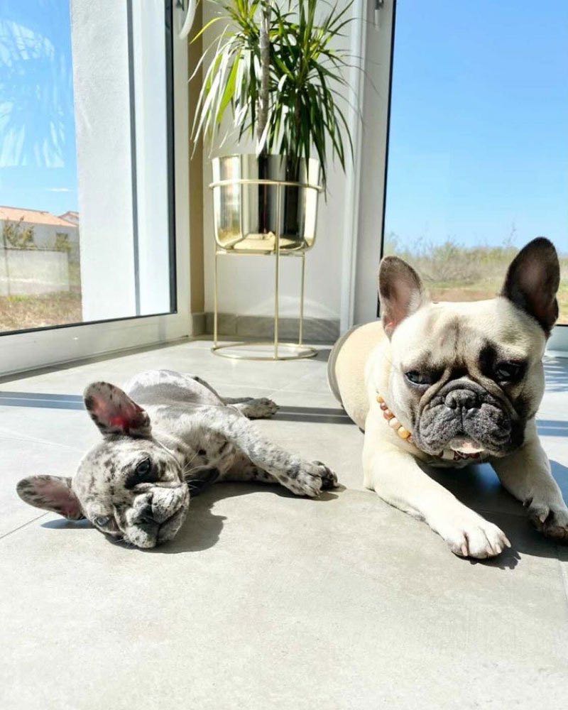 deuxième bouledogue français
