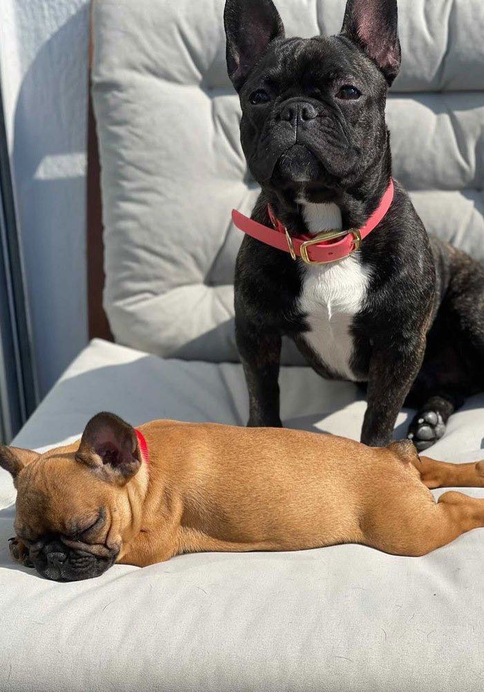 bouledogue français paris