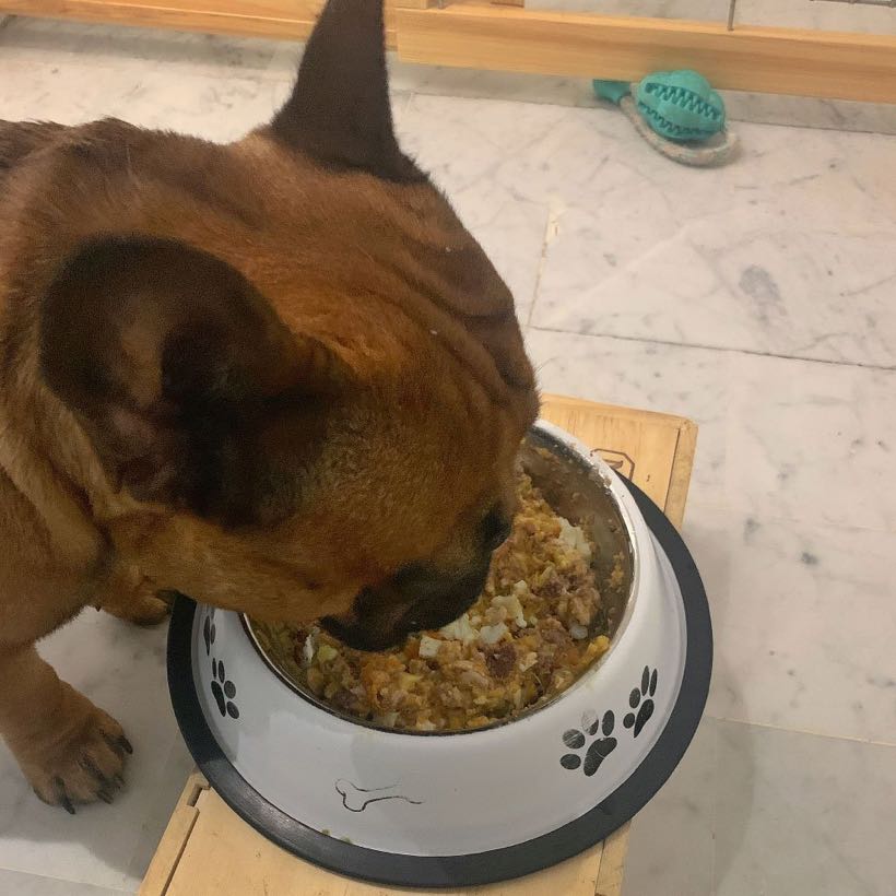 ration ménagère bouledogue
