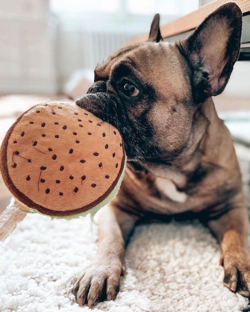 Alimentation ménagère pour les bouledogues français : Ration ménagère, BARF et Prey Model