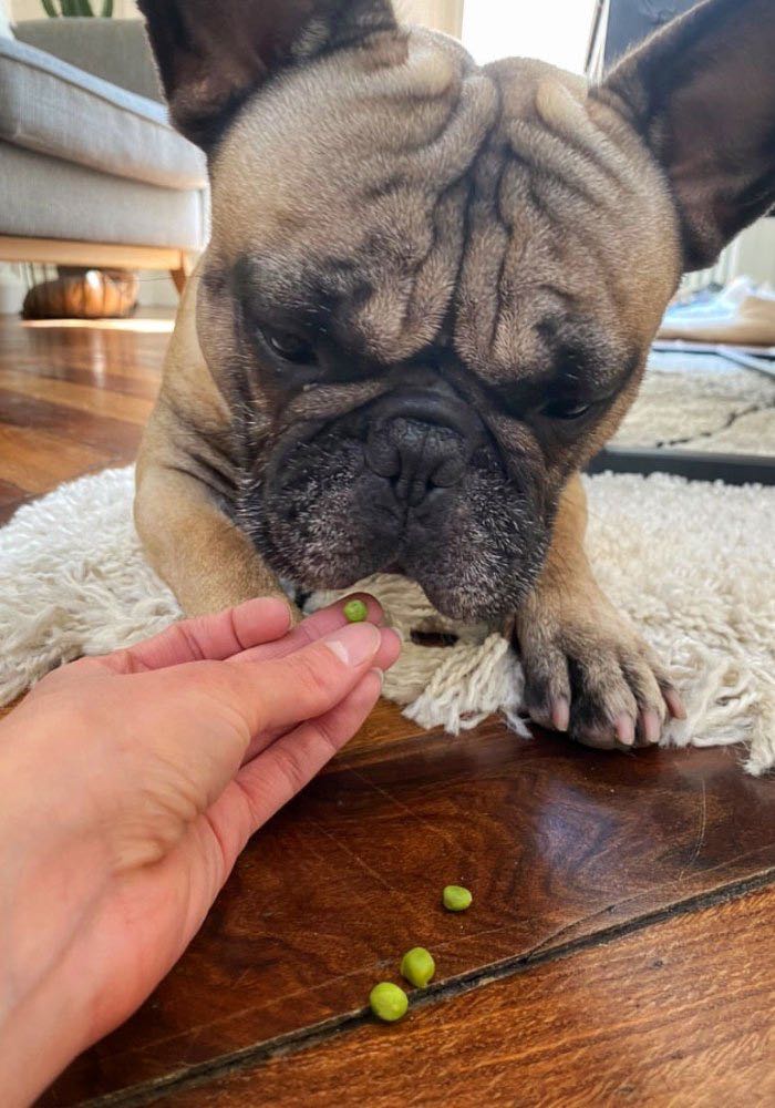 ration ménagère bouledogue