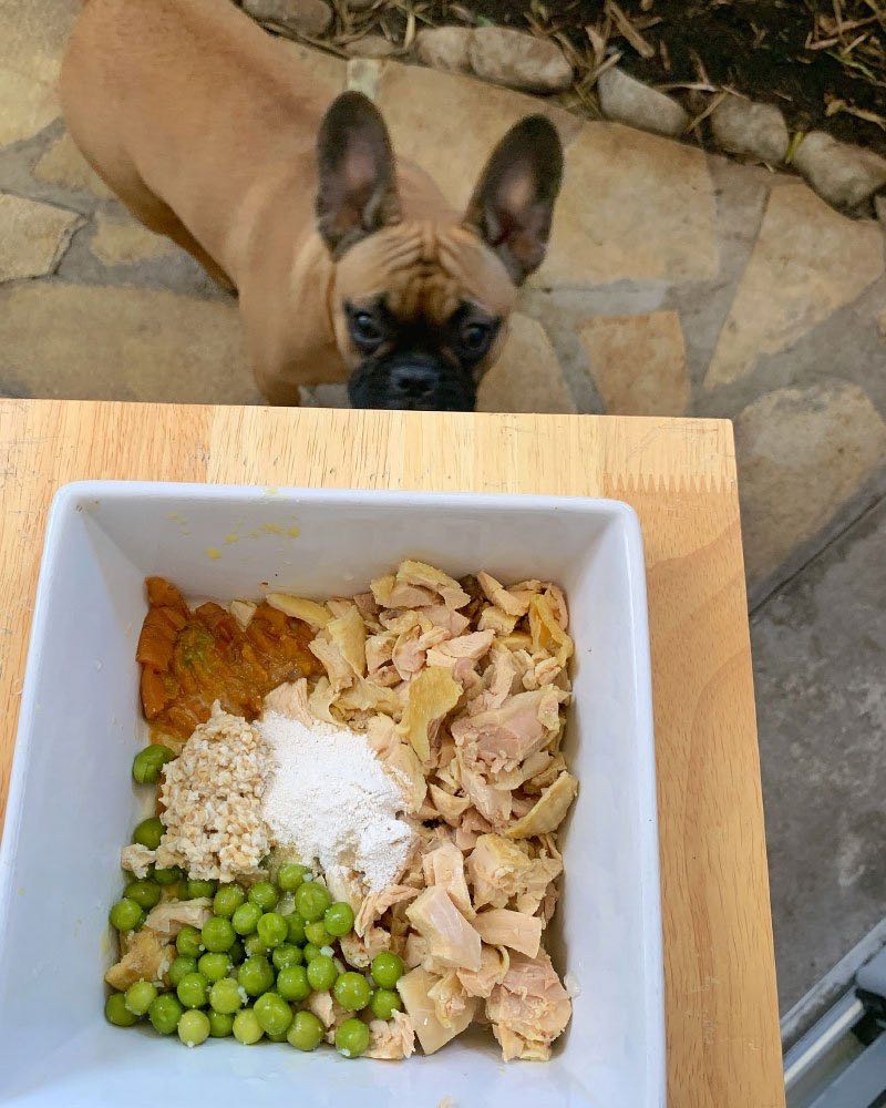 Comment nourrir son bouledogue français ? Notre transition à la ration ménagère