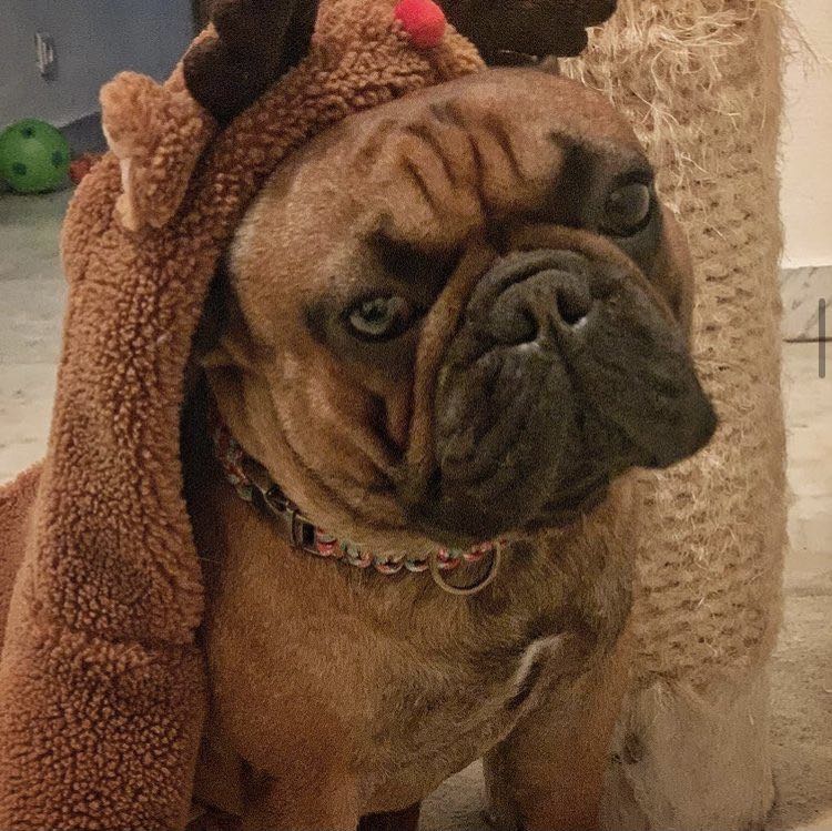 Quel cadeau de Noël pour son bouledogue ?