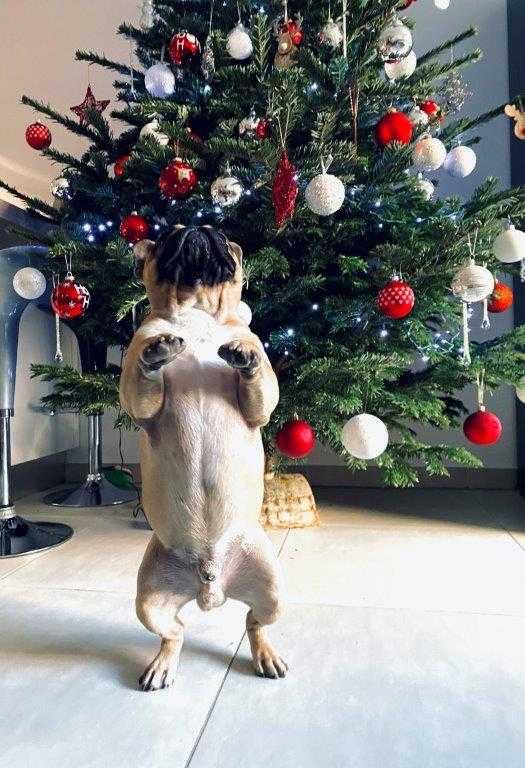 5 histoires de Noël avec son bouledogue français