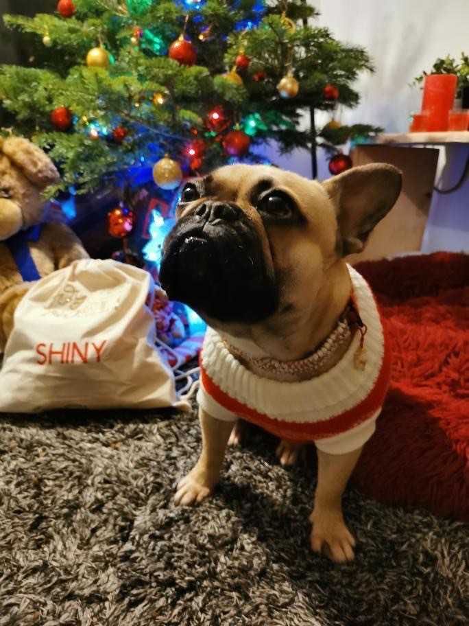 noel bouledogue