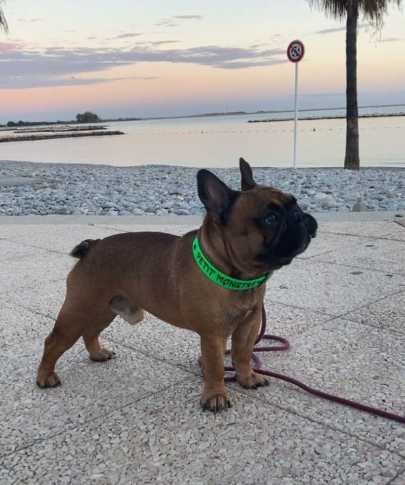 5 idées pour fêter Halloween avec son bouledogue