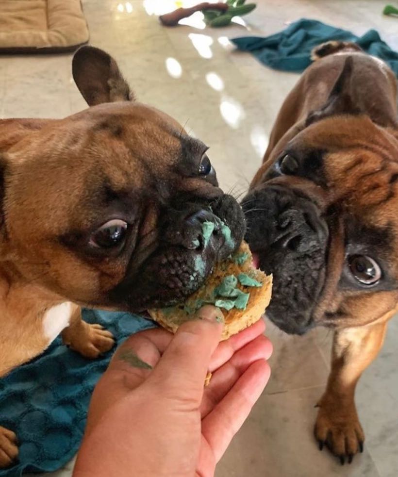 Recette de Pupcake : gâteau d'anniversaire pour chien