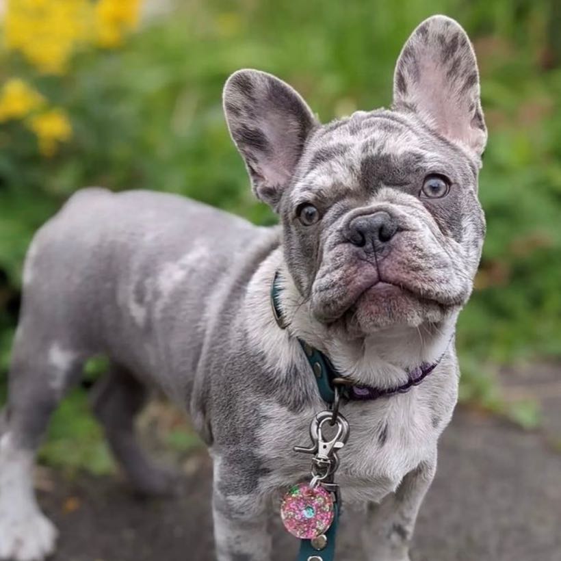 Quels accessoires pour ton chiot bouledogue français ?