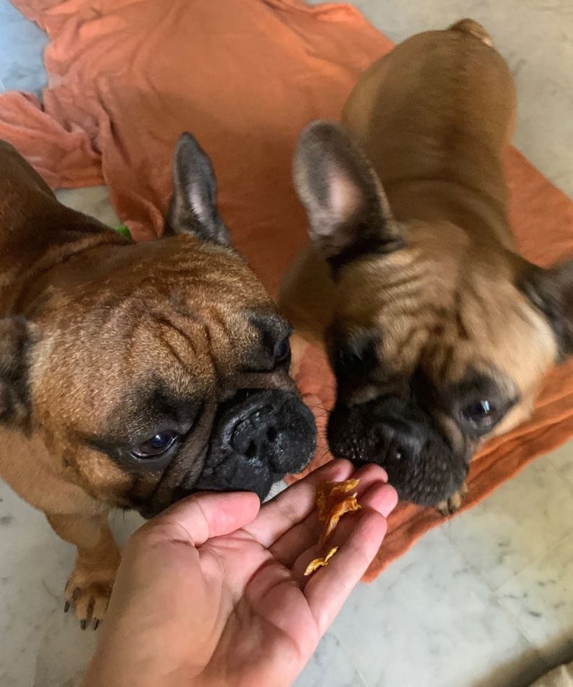 5 produits naturels pour bouledogue : le curcuma