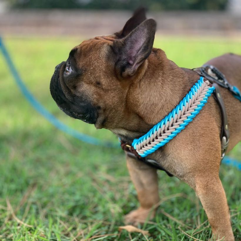 Quelle forme de harnais choisir pour son bouledogue français ?