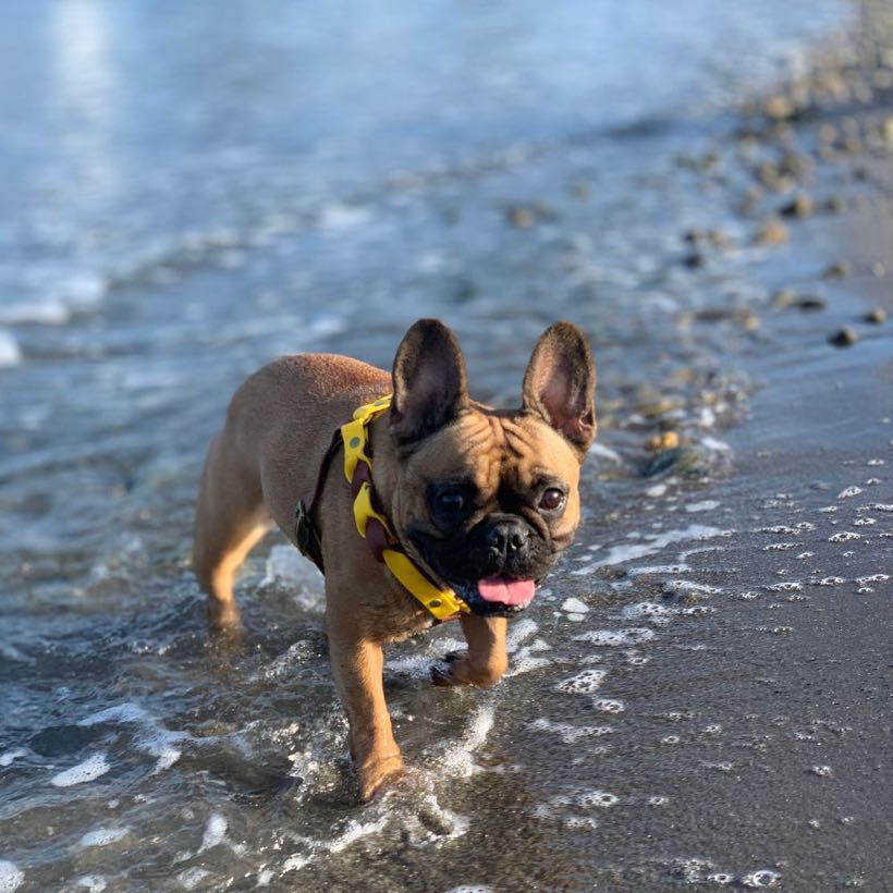 Faut-il partir en vacances avec son bouledogue ?
