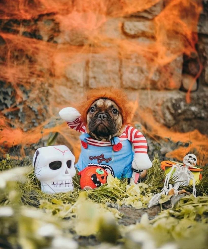 déguisement bouledogue