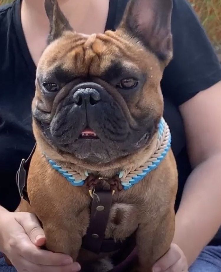 Faut-il faire l'opération du voile du palais pour son bouledogue ?