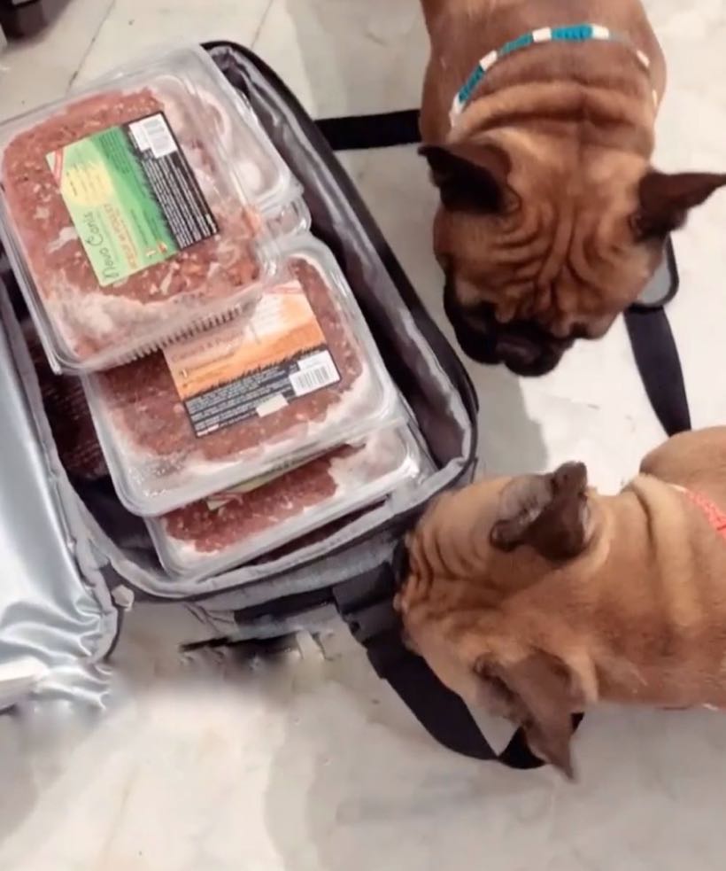 Pourquoi nourrir son bouledogue français au BARF ?