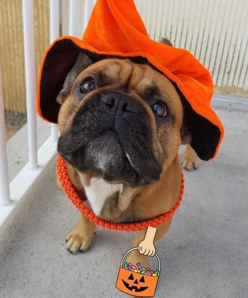 halloween chien