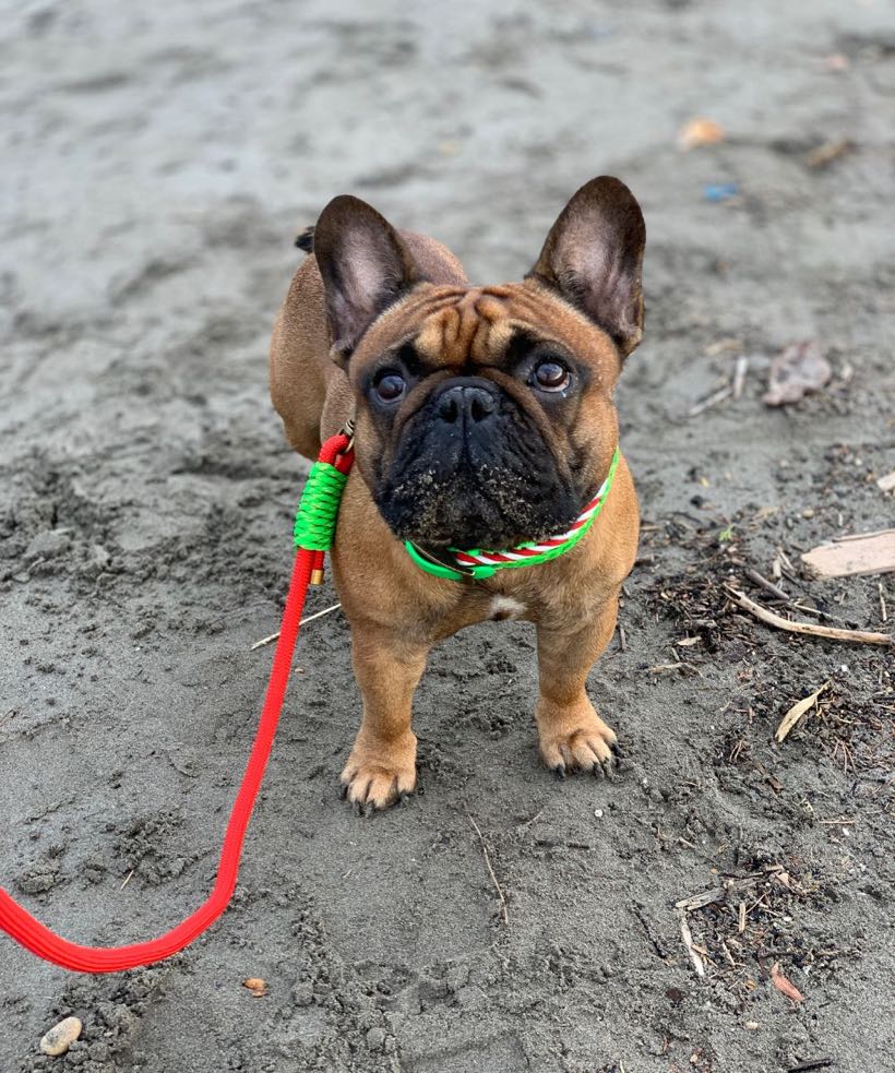 Le cadeau de Noël pour mon bouledogue français