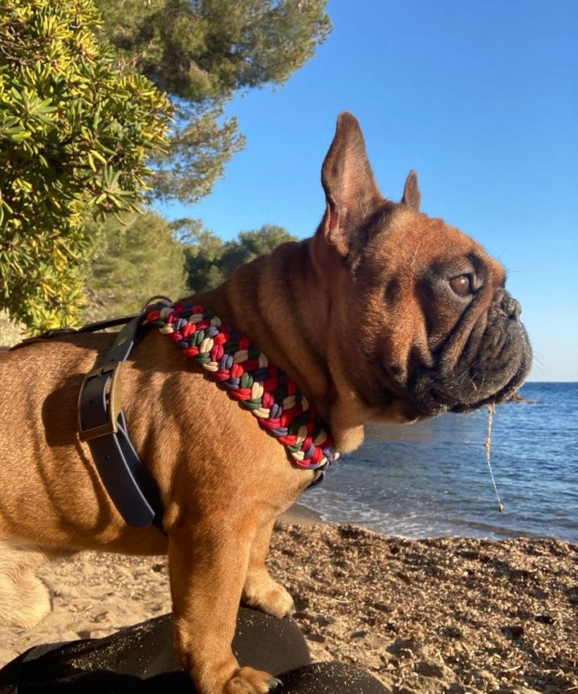 harnais bouledogue