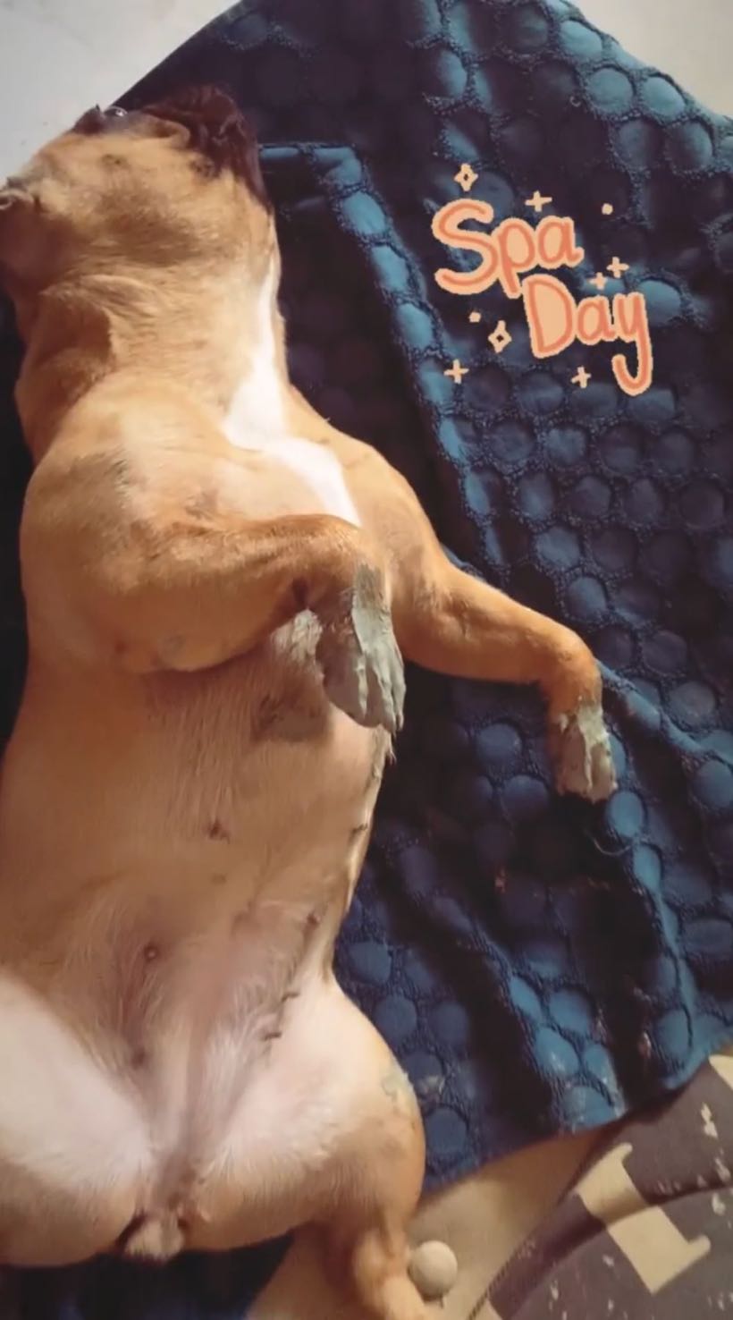 5 produits naturels pour bouledogue : l'argile