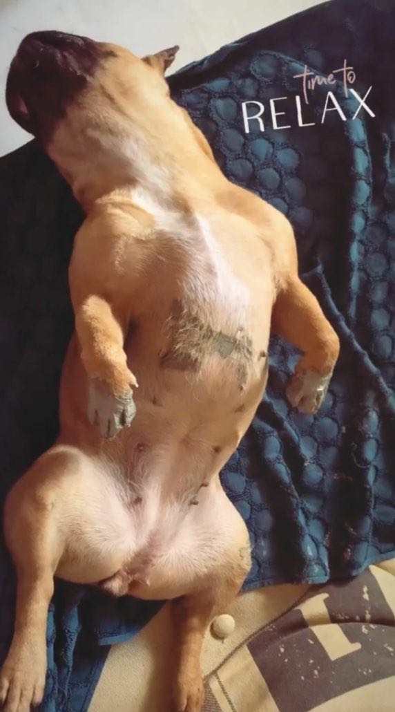 argile chien