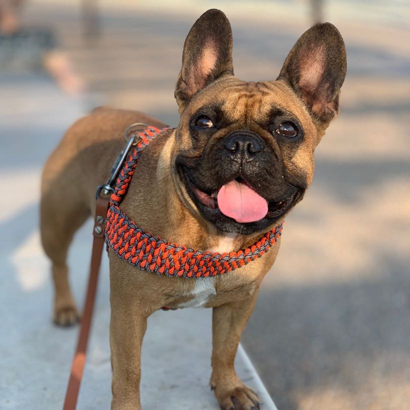 Comment se promener en sécurité avec son bouledogue ? 10 conseils