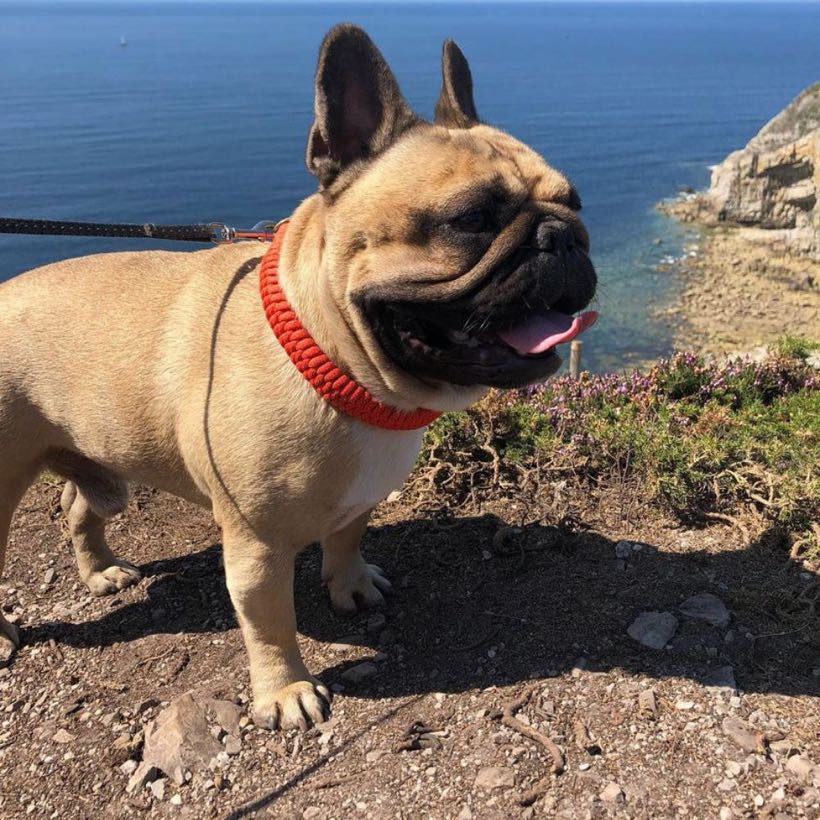 Témoignages&nbsp;: amener son bouledogue en vacances