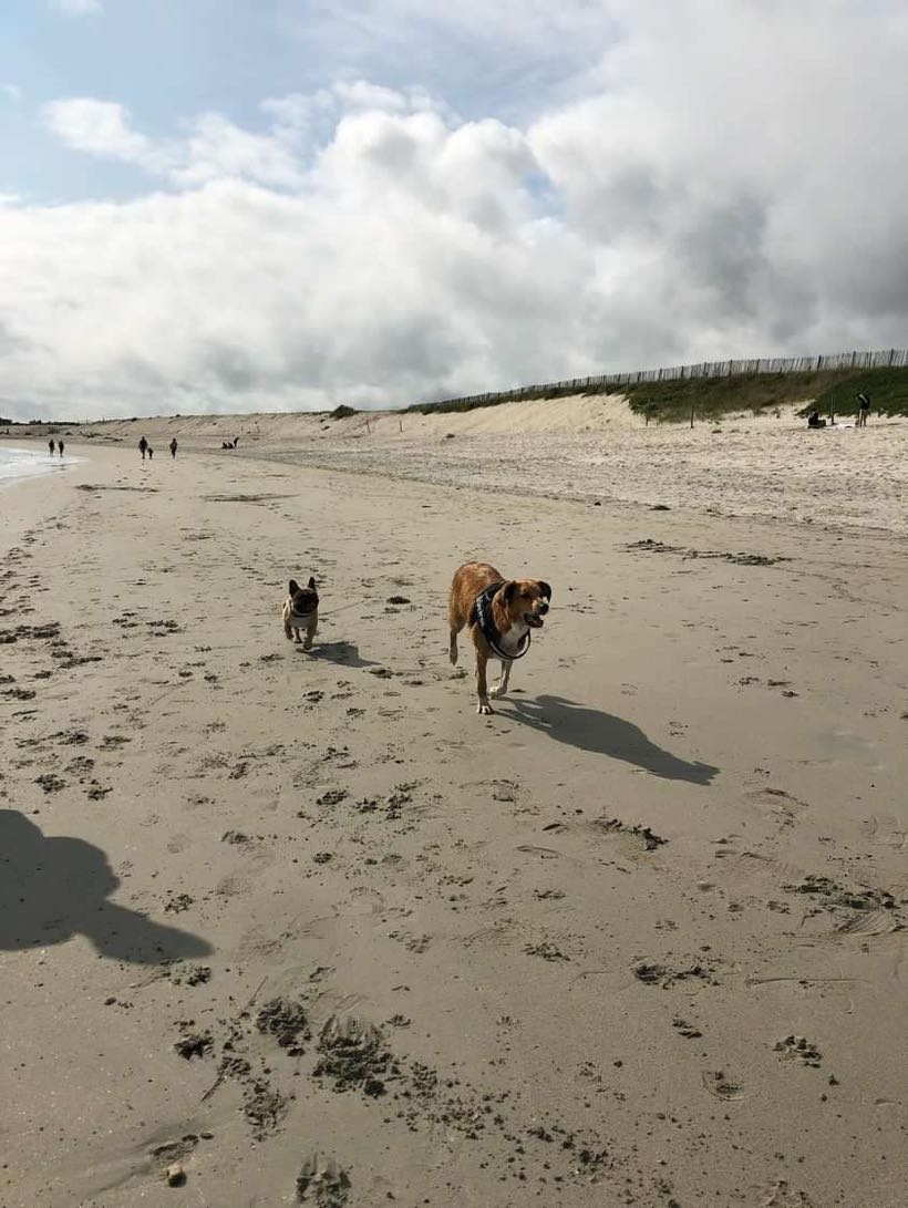 vacances chien
