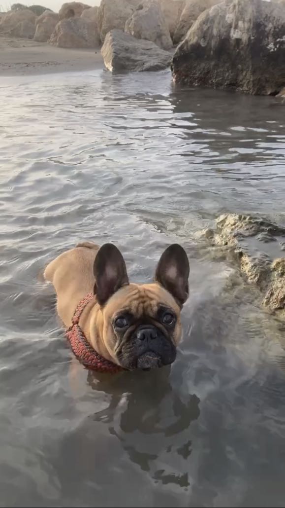 bouledogue plage